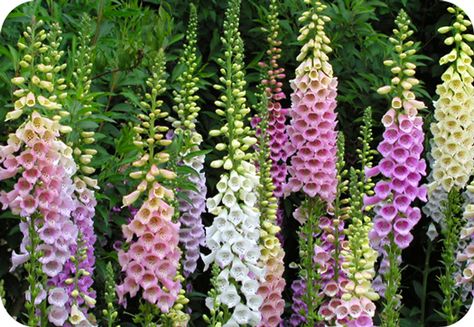 Flower Meanings Foxglove Digitalis Purpurea, American Meadows, Hummingbird Garden, Flower Meanings, How To Attract Hummingbirds, Plant Combinations, Wildflower Seeds, Shade Plants, Pink Peach