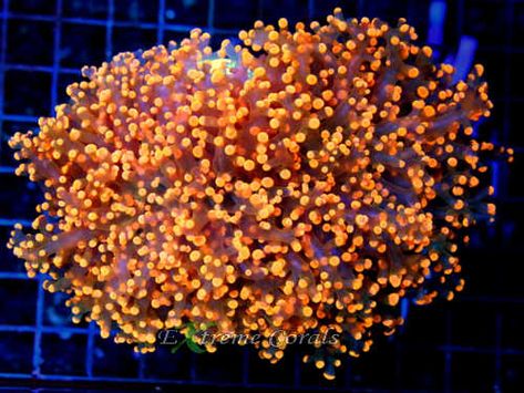 Extreme Corals Frogspawn Coral in a Reef Tank Frogspawn Coral, Reef Aquarium, Reef Tank, Water Flow, Take A, How To Find Out, Look At, Coral, Things To Come