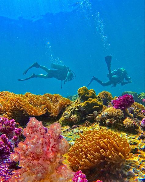 Red Sea Snorkeling, Egypt Activities, Red Sea Egypt, Red Sea Diving, Turtle Bay, The Red Sea, Sea Coast, Sea Coral, Coral Reefs