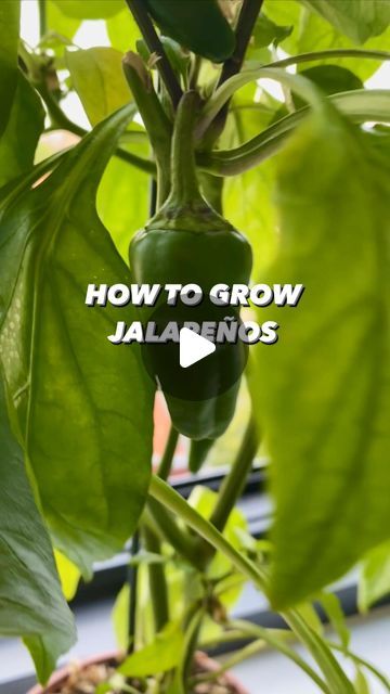 Armen Adamjan on Instagram: "Works with other types of peppers too! 🤩🌱  . . . . #peppers #jalapeno #spicy #lifehacks #diy #howto #gardening #gardeningtips" How To Plant Jalapenos Seeds, Growing Jalapenos, Apple Crisp Bars Recipe, Jalapeno Plant, Types Of Peppers, Starting A Vegetable Garden, School Garden, Bars Recipe, Vegetable Gardening