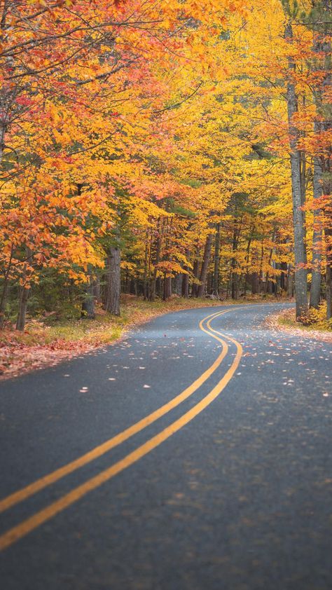 Feel the magic of Fall with this mesmerizing Fall road iPhone lock screen wallpaper. Get 50 more Autumn-inspired wallpapers here! Autumn Backgrounds, Fall Backgrounds Iphone, Road Pictures, Fall Lessons, Iphone Wallpaper Fall, Vacation Usa, Michigan Usa, Hd Phone Wallpapers, Autumn Drives