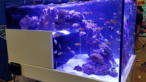 Downstairs Master Suite, Salt Water Tanks, Family Tv Room, Saltwater Aquarium Fish, Aquatic Pets, Reef Tanks, Reptile Cage, Reptile Enclosure, Saltwater Tank