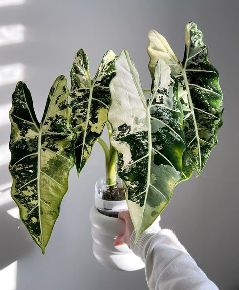 Houseplant Hobbyist on Twitter: "Variegated Alocasia Frydek 🌿 https://t.co/MSJdn9MqfC" / Twitter Variegated Alocasia, Alocasia Frydek, Alocasia Plant, Plant Goals, Forest Plants, Plants Are Friends, Inside Plants, White Plants, Plant Aesthetic