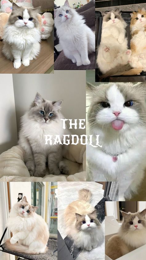 Rag Doll Cats, Rag Doll, Kitty, Dolls, Animals