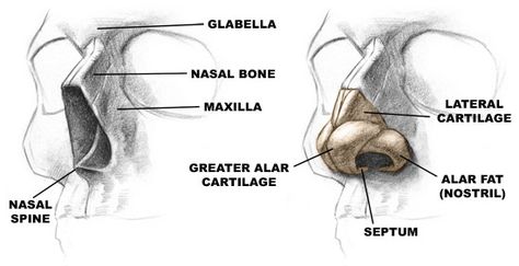 human nose anatomy and bone | anatomy of the nose Nose Structure Anatomy, Nose Cartilage Anatomy, Human Nose Anatomy, Female Nose Reference, Nose Planes, Nose Diagram, Nose Anatomy, Nose Structure, Human Nose