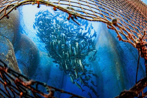 What is Sustainable Seafood and How do I Choose it? Your Top Questions Answered - Oceanic Society Top Questions, Pescatarian Diet, Sustainable Seafood, Monterey Bay Aquarium, Food Chain, I Choose, Question And Answer, Sustainable Design, Natural Food