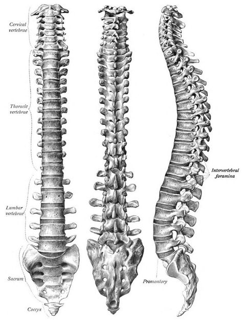 Tattoo Png, Medical Drawings, Vintage Anatomy, Anatomy Bones, Skeleton Anatomy, Male Figure Drawing, Human Spine, Skeleton Drawings, Human Anatomy Drawing