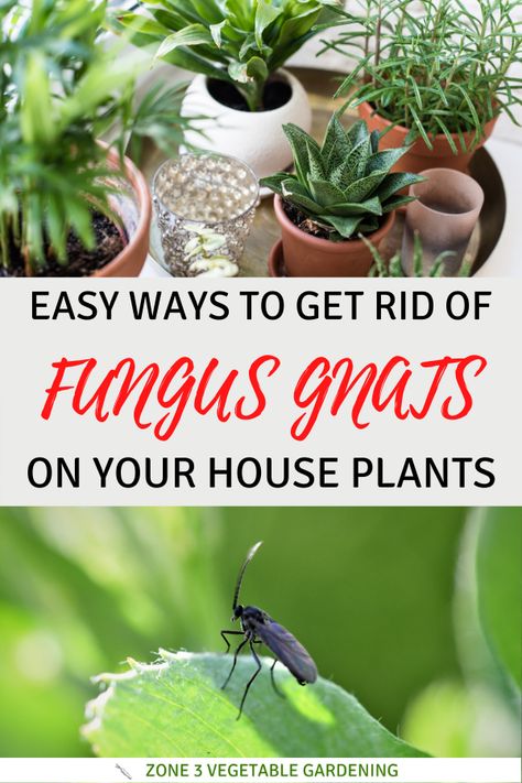 Fungus Gnats Get Rid Of, Tropical Planter, Gnats In House Plants, Bug Spray For Plants, How To Get Rid Of Gnats, Fruit Container, Plant Palette, Growing Seedlings, Raised Gardens