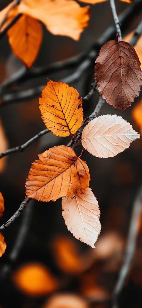 fall_leaves_wallpaper (78) Fall Photography Aesthetic, Fall Leaves Wallpaper, Digital Clutter, Autumn Leaves Wallpaper, Fall Photography, Leaves Wallpaper, Wallpaper For Iphone, Photography Aesthetic, Autumn Vibes