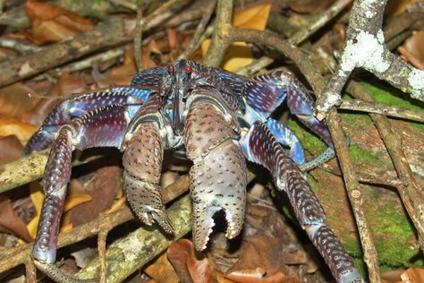 ‘A bigger deal than it sounds’: Coconut crabs are vanishing, island by island Beastclaw Raiders, Land Crab, Live Crabs, Coconut Crab, Habitat Destruction, Saltwater Tank, Ocean Conservation, Seafood Restaurant, Environmental Science