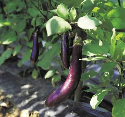 Growing Eggplants From Cuttings Eggplant Companion Plants, Planting Green Beans, Aubergine Plant, Growing Eggplant, Nightshade Plant, Eggplant Plant, Eggplant Varieties, Eggplant Seeds, Garden Companion Planting