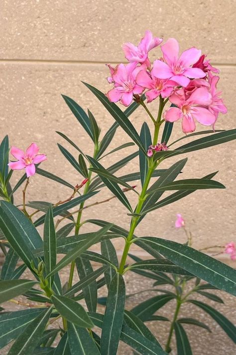 Dive into the world of Oleander care and find out why those vibrant green leaves may turn yellow. Discover the common causes behind this issue and learn effective solutions to restore your Oleander's health and beauty. IG Photo by: provencallife Oleander Plants, Gardening In Florida, Take Care Of Plants, Snake Painting, Flower Reference, Skull Tattoo Design, Ornamental Plants, Yellow Leaves, Flowers Pink