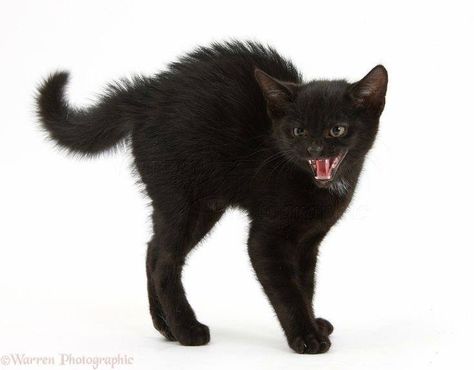 Scared Black Cat, Scared Cat, Cat Reference, Black Cat Art, Silly Cats Pictures, Cat Pose, Black Kitten, Silly Animals, Art Poses