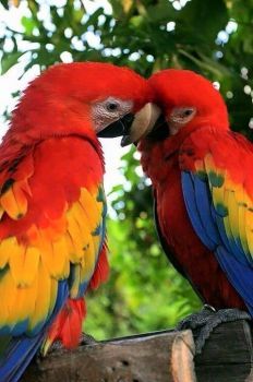 Scarlett Macaw, Beautiful Parrots, Parrot Flying, Wild Animals Painting, Scarlet Macaw, Parrots Art, Amazing Birds, Macaw Parrot, Kinds Of Birds