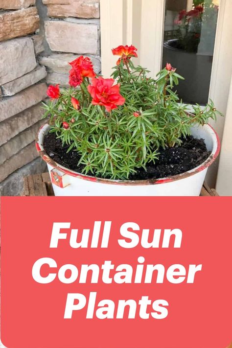 These plants and flowers love full sunlight and are perfect for containers. Add them to your planters, hanging baskets, and other containers, give them plenty of sun, and they will thrive! Potted Plants Full Sun, Best Container Plants, Flowers Full Sun, Plants For Full Sun, Heat Tolerant Flowers, Plants For Planters, Full Sun Container Plants, Heat Tolerant Plants, Gemüseanbau In Kübeln