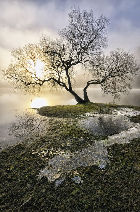 "Ullswater Tree" by Jason Connolly.  "Shot this back in Dec. 2009 down by the lakeside at Glenridding, Ullswater early morning and it was very misty. The sun was shining brightly through the low cloud and then I saw this tree with the iced up water around it... had to be done". Ormanlık Alan, Morning Photo, Misty Morning, Lone Tree, Tree Forest, Lake District, Beautiful Tree, Tree Art, Amazing Nature