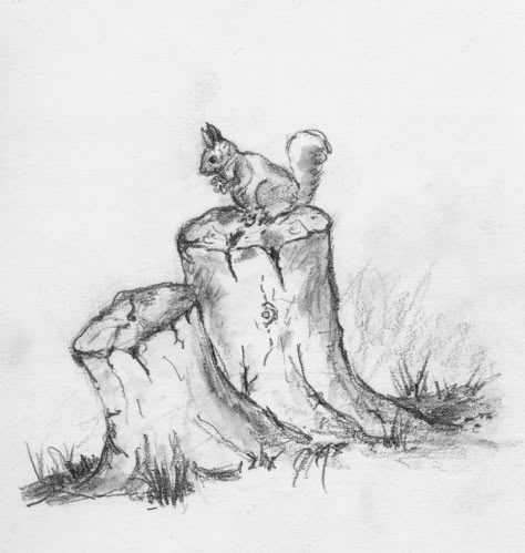 teddy bears on stumps | Squirrel on tree stump (graphite & water soluble pencils), cornerjournal.blogsport.com Stump Drawing, Squirrel On Tree, Tree Drawing Simple, Water Sketch, Drawing Methods, Easy Pencil Drawings, Drawing Trees, Tree Drawings, Landscape Pencil Drawings