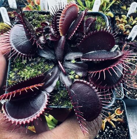 Carnivorous Plant Bouquet, Carnivorous Plants Aesthetic, Carnivorous Plant Aesthetic, Venus Flytrap Aesthetic, Gothic Plants, Goth Plants, Carnivorous Plants Terrarium, Bog Plants, Goth Garden