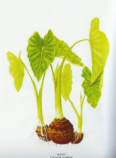 kalo plant Kalo Plant, Taro Plant, Hawaiian Plants, Taste Food, Plant Clips, Hawaii Homes, Plant Drawing, Scientific Illustration, Plant Art