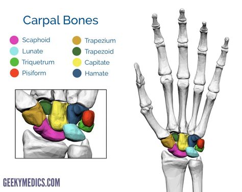 Carpal bones of the hand Bones Of Hand Anatomy, Carpal Bones Anatomy, Bones In The Hand, Hand Bone Anatomy, Bones Of The Hand, Anatomy Of The Hand, Wrist Anatomy, Carpal Bones, Appendicular Skeleton