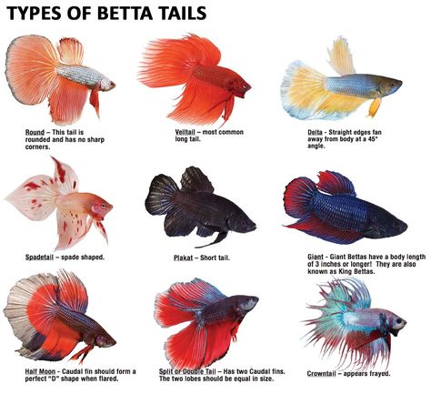 What type of #betta are you drawn to? Tail Types, Types Of Betta Fish, Fish Names, Fish Types, Fish Tank Themes, Fish List, Aquatic Pets, Koi Betta, Fish Tank Terrarium