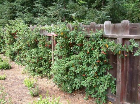 Vines On Wood Fence, Vine On Fence, Patio Fencing, Vine Fence, Backyard Fencing, Mandevilla Vine, Short Fence, Outdoor Gate, Ivy Wall