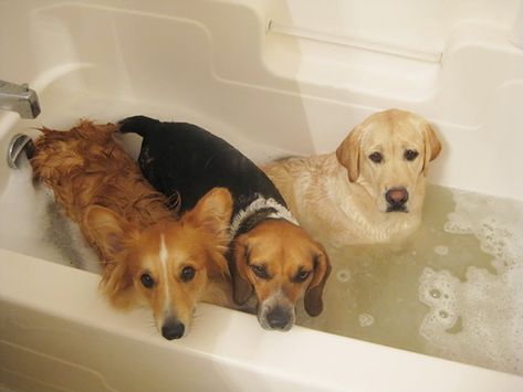 Three Different Reactions To Bath Time Dog Bath Tub, Three Dogs, Dog Bath, Different Dogs, Funny Animal Pictures, Bath Time, Dog Photos, Doberman, 귀여운 동물