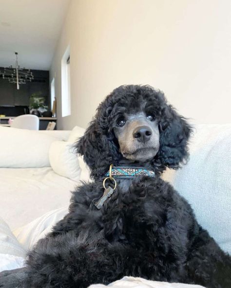 Blue Poodle Standard, Blue Standard Poodle, Toy Poodle Haircut Styles, Poodle Colors, Miniature Poodle Black, Toy Poodle Haircut, Standard Poodle Puppy, Blue Poodle, Poodle Haircut Styles