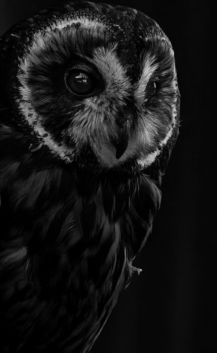 Slytherin Wallpaper, Nocturnal Birds, Black Owl, Success Inspiration, Slytherin Aesthetic, Athena Goddess, Owl Pictures, Dark Pictures, Bird Wallpaper