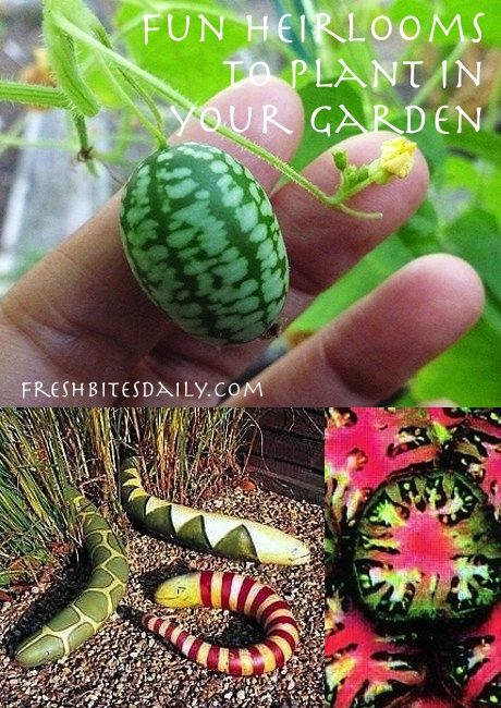 Vegetables To Plant, How To Grow Tomatoes, Grow Tomatoes, Heirloom Vegetables, Garden Veggies, 15 Diy, Garden Designs, Heirloom Seeds, Exotic Fruit