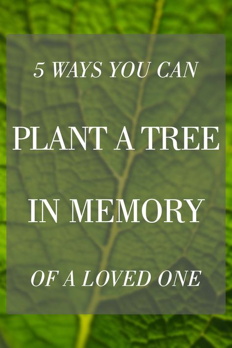 How to Plant a Memorial Tree in Honor of a Loved One Memorial Tree Ideas, In Memory Quotes, Peace Plant, Memorial Plants, Memory Quotes, Tree Poem, Sympathy Plants, Die Quotes, Planting A Tree