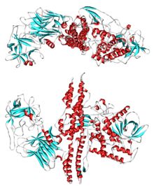 Cartoon representation of Botulinum toxin. PDB entry 3BTA Neuromuscular Junction, Botox Brow Lift, Body Toxins, Botulinum Toxin, Migraine Prevention, Nose Surgery, Laser Clinics, Botox Fillers, Botox Injections