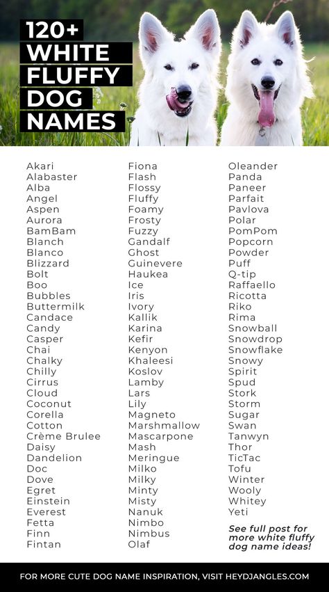 120+ White Fluffy Dog Names - dog name ideas, white dog breeds, puppy names, white dog names, fluffy dog names #dognames #fluffy White Dog Names, Cute Dog Names, Girl Dog Names Unique, Rare Dog Names, White Fluffy Dog, Cute Animal Names, Fluffy Dog Breeds, Husky Names, Cute Pet Names