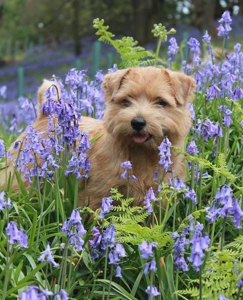 Norfolk Terrier Puppies, Norfolk Terrier, Norwich Terrier, Terrier Breeds, Purebred Dogs, Border Terrier, Dog Walker, Terrier Dogs, Happy Dogs