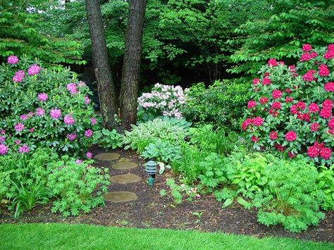 For the path,  cement stepping-stones dyed and cast to resemble the cross-sections of large tree trunks. Rhododendron 'Roseum Elegans' on the left, 'Nova Zembla' in red at right. Foreground: cranesbill geranium hybrids & variegated hostas. Hosta Gardens, Quiet Corner, Forest Garden, Traditional Landscape, Woodland Garden, Best Carpet, Carpet Cleaning, Shade Plants, Landscaping With Rocks