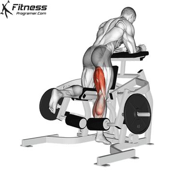 Calf Press, Chest Workout Routine, Leg Workouts Gym, Calf Machine, Gym Workouts For Men, Gym Gifts, Abs Workout Gym, Muscle Anatomy, Leg Curl