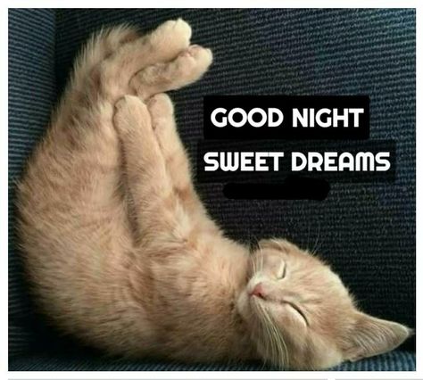 Good Night Sleep Well, Good Night Cat, Good Night Sleep Tight, Good Night Beautiful, Good Night Funny, Cute Good Night, Slaap Lekker, Good Morning Beautiful Pictures, Good Night Friends