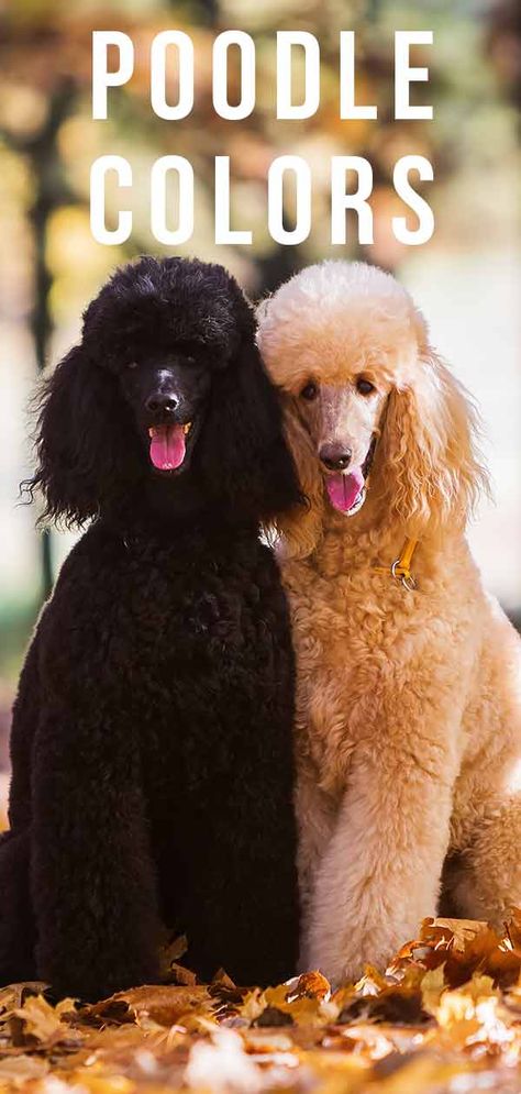 Poodle Colors: Do You Know How Many Poodle Coat Colors There Are? Poodle Coat Colors, Akc Standard Poodle, Standard Poodle Colors, Big Poodle Dogs, Poodle Sizes, Standard Poodle Haircut Styles, Standard Poodle Teddy Bear, Poodles Puppies, Poodle Colors