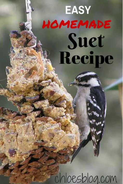 Yorkshire House, Laundry Sauce, Suet Recipe, Bird Recipes, Backyard Birds Watching, Backyard Birds Sanctuary, Bird Suet, Hamster Life, Suet Cakes