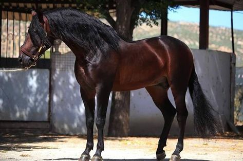 Bay Andalusian, Horse Oc, Horse Lead, Ranch Riding, Pony Breeds, Morgan Horse, Horse Inspiration, Bay Horse, Types Of Horses