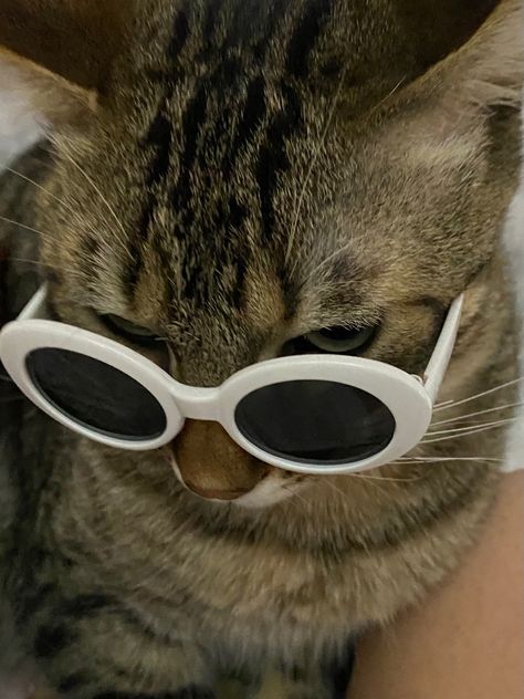 Gato con lentes, Willy wonka glasses, Willy wonka cat, mad cat, cat meme, cat being cute, cat getting a dry, intimidating cat, cat memes, gato con lentes, gato gracioso, gato aesthetic, cat using glasses, white glasses, aesthetic cat Sunglasses