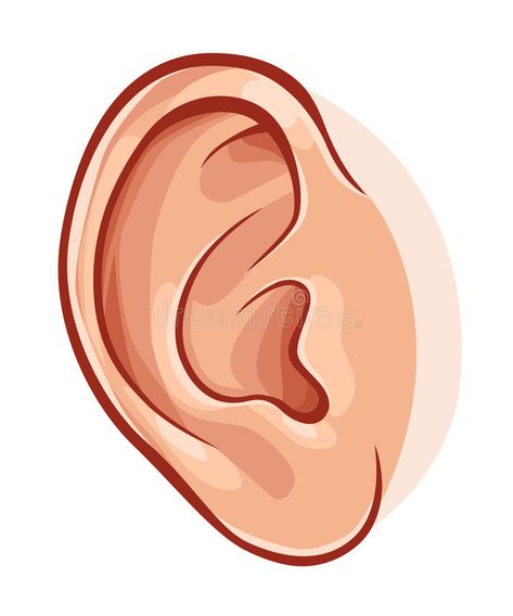 Human ear. Illustration of realistic human ear isolated on white , #ad, #Illustration, #ear, #Human, #realistic, #white #ad Ear Images, Senses Preschool, Body Parts Preschool, Welcome Images, Human Ear, Ear Art, Alphabet Images, Medical Symbols, Hand Crafts For Kids