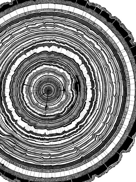 Pen and Ink Tree Rings by Tony Hong Colossal Art, Tree Rings, Tree Drawing, Tree Stump, Pen Art, Ink Pen Drawings, Pics Art, Ink Art, Ink Drawing