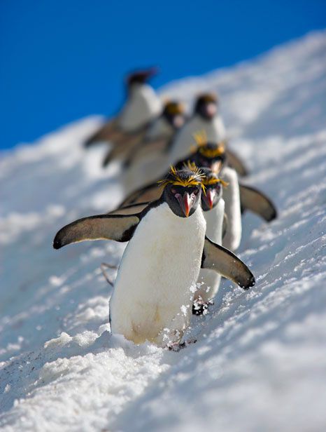 Penguin Walk, Macaroni Penguin, Penguin Love, Animal Antics, Wild Life, Animal Planet, 귀여운 동물, Beautiful Creatures, Beautiful Birds