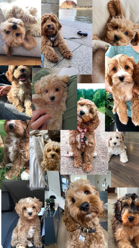 Cockapoo collage Very Cute Dogs, Well Being, Dog Mom, Animal Pictures, Cute Puppies, Golden Retriever, Cute Dogs, Wordpress, Kittens