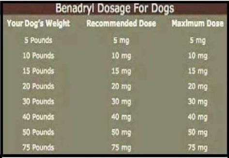 Benadryl For Dogs Dosage, Dog Benadryl, Dog Chart, Meds For Dogs, Dog Remedies, Rat Terrier, Dog Information, About Dogs, Dog Info