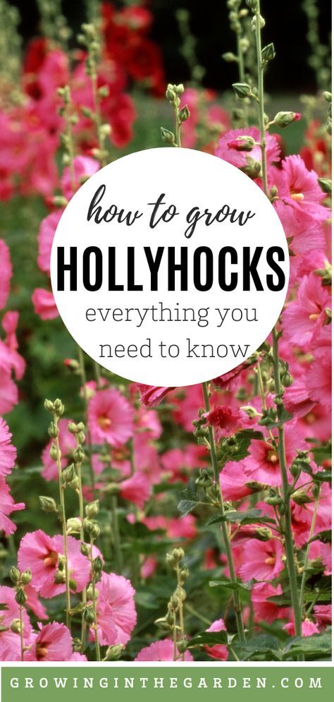 Growing Hollyhocks, Hollyhocks Flowers, Beauty Flowers, Backyard Flowers, Be Single, Cottage Garden Design, Cottage Garden Plants, Tall Flowers, English Cottage Garden