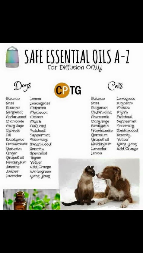 Dog Safe Essential Oils, Essential Oil Bug Repellent, Essential Oils Dogs, Doterra Diffuser Blends, Are Essential Oils Safe, Essential Oil Diffuser Blends Recipes, Essential Oils Guide, Essential Oils Health, Essential Oil Blends Recipes