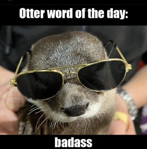 Otter Therian, Otter Meme, San Andreas Gta, Otter Pup, Cute Otters, Dallas Stars Hockey, River Otters, Otters Cute, Stars Hockey