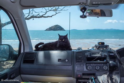 I Spent Over 3 Years Traveling With My Cat In A Campervan Camper Cat, Teacup Cats, Road Trip Camping, Hobart Tasmania, Adventure Cat, Cat Seat, Bus Life, Sell My House, Travel Van